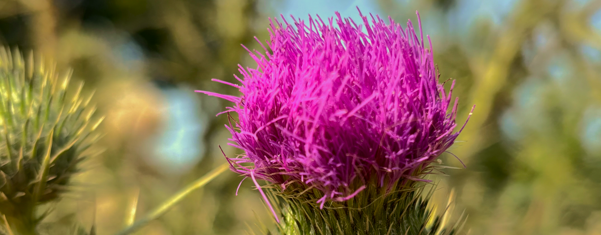 Image de fond - Lake